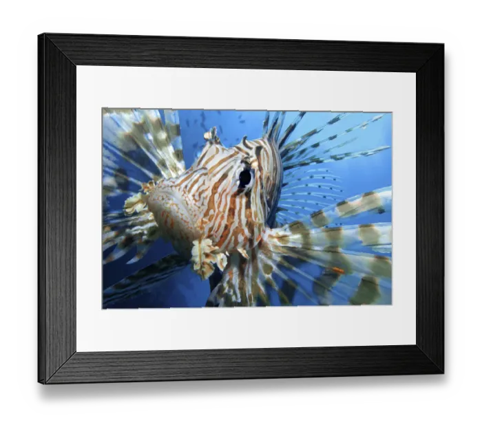 Framed Print : Close up portrait of female Lionfish (Pterois volitans) in the late afternoon, when Framed Print : Close up portrait of female Lionfish (Pterois volitans) in the late afternoon, when