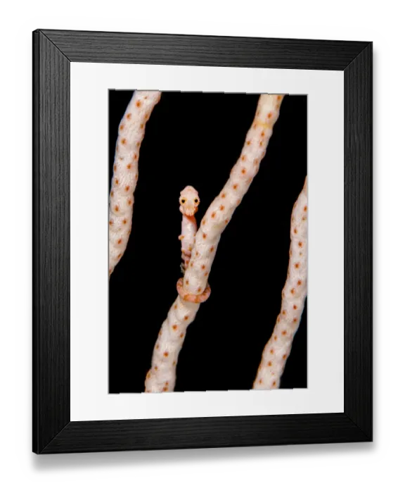 Framed Print : Female Denises pygmy seahorse (Hippocampus denise) on coral seafan (Annella mollis) Misool Framed Print : Female Denises pygmy seahorse (Hippocampus denise) on coral seafan (Annella mollis) Misool
