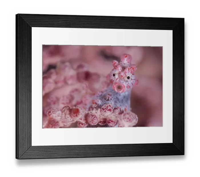 Framed Print : Close up of tiny (10mm) Pygmy seahorse (Hippocampus bargibanti) living disguised in Muricella sp Framed Print : Close up of tiny (10mm) Pygmy seahorse (Hippocampus bargibanti) living disguised in Muricella sp