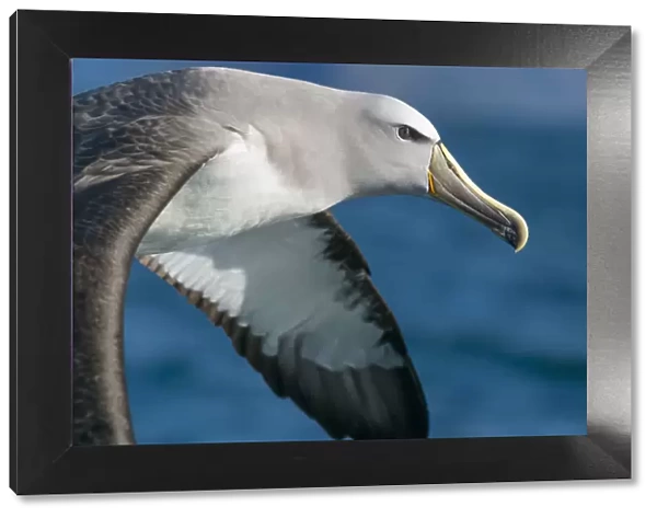Salvins albatross (Thalassarche salvini) flying at sea, closeup of head. Kaikoura