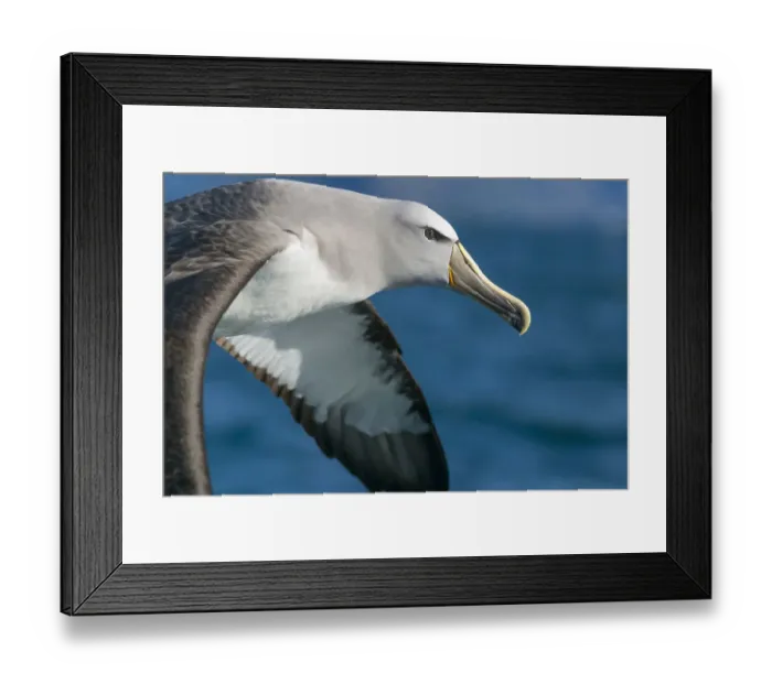 Framed Print : Salvins albatross (Thalassarche salvini) flying at sea, closeup of head. Kaikoura