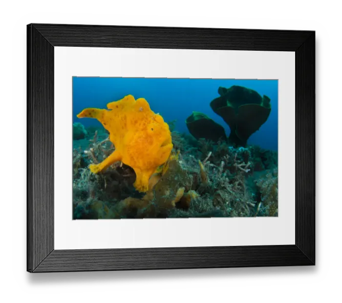 Framed Print : Golf-ball sized Painted frogfish (Antennarius pictus) waiting to ambush prey disguised Framed Print : Golf-ball sized Painted frogfish (Antennarius pictus) waiting to ambush prey disguised