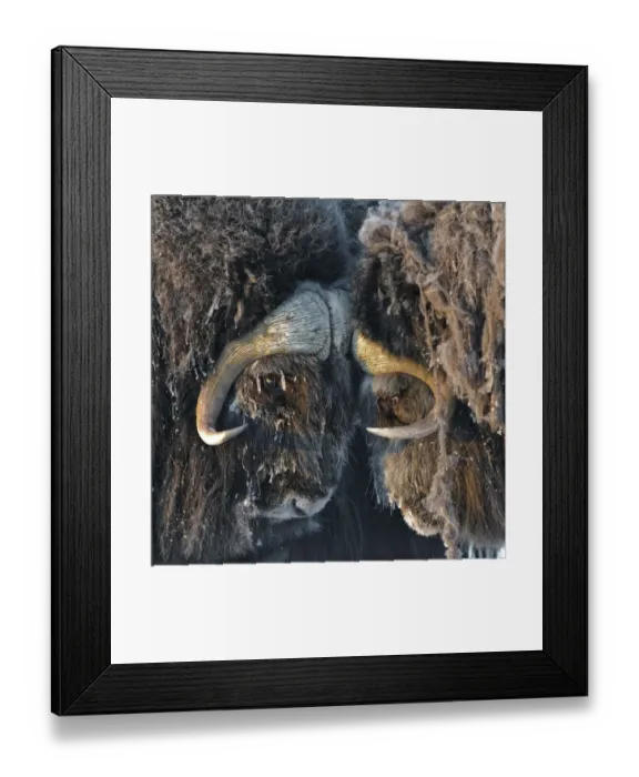 Framed Print : Musk ox (Ovibos moschatus) portrait, Wrangel Island, Far Eastern Russia, March Framed Print : Musk ox (Ovibos moschatus) portrait, Wrangel Island, Far Eastern Russia, March