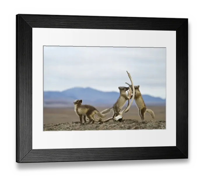 Framed Print : Arctic foxes (Vulpes lagopus) juveniles playing, in summer coat, Wrangel Island, Far Eastern Russia Framed Print : Arctic foxes (Vulpes lagopus) juveniles playing, in summer coat, Wrangel Island, Far Eastern Russia