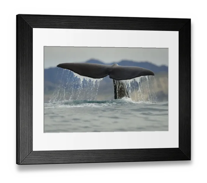Framed Print : Sperm whale (Physeter macrocephalus) tail fluke above water during dive, Kaikoura Framed Print : Sperm whale (Physeter macrocephalus) tail fluke above water during dive, Kaikoura