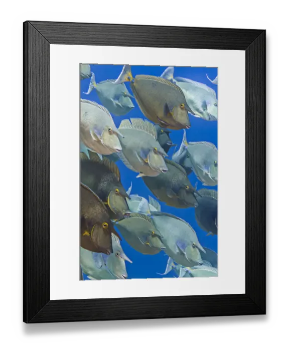 Framed Print : School of Bluespine unicornfish (Naso unicornis) gathered during the summer breeding season Framed Print : School of Bluespine unicornfish (Naso unicornis) gathered during the summer breeding season