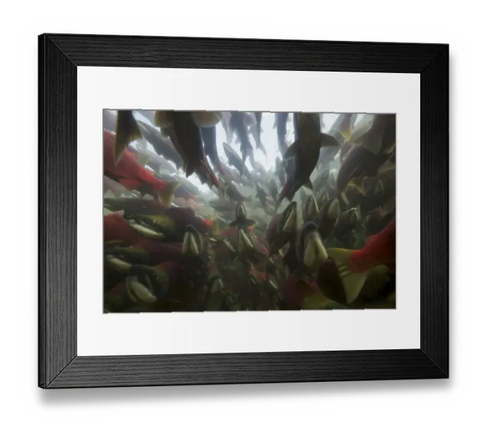 Framed Print : Sockeye Salmon (Oncorhynchus nerka) travelling upstream on spawning migration, Adams river Framed Print : Sockeye Salmon (Oncorhynchus nerka) travelling upstream on spawning migration, Adams river