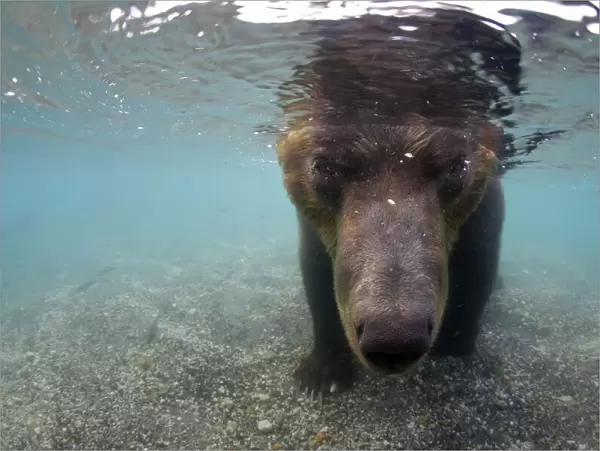 Kamchatcka brown bear (Ursus arctos beringianus) with face underwater whilst fishing