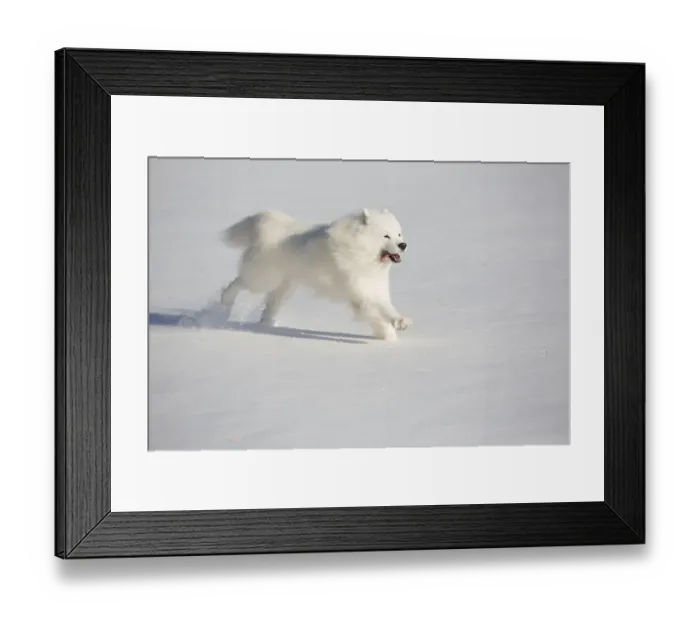 Framed Print : Samoyed dog running in in snow, Ledyard, Connecticut, USA Framed Print : Samoyed dog running in in snow, Ledyard, Connecticut, USA