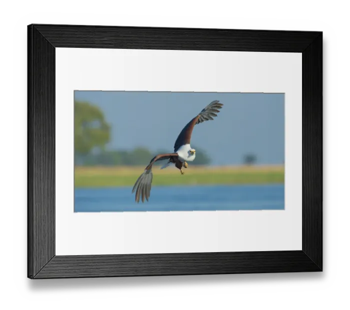 Framed Print : African fish eagle (Haliaeetus vocifer) in flight, Chobe National Park, Botswana Framed Print : African fish eagle (Haliaeetus vocifer) in flight, Chobe National Park, Botswana