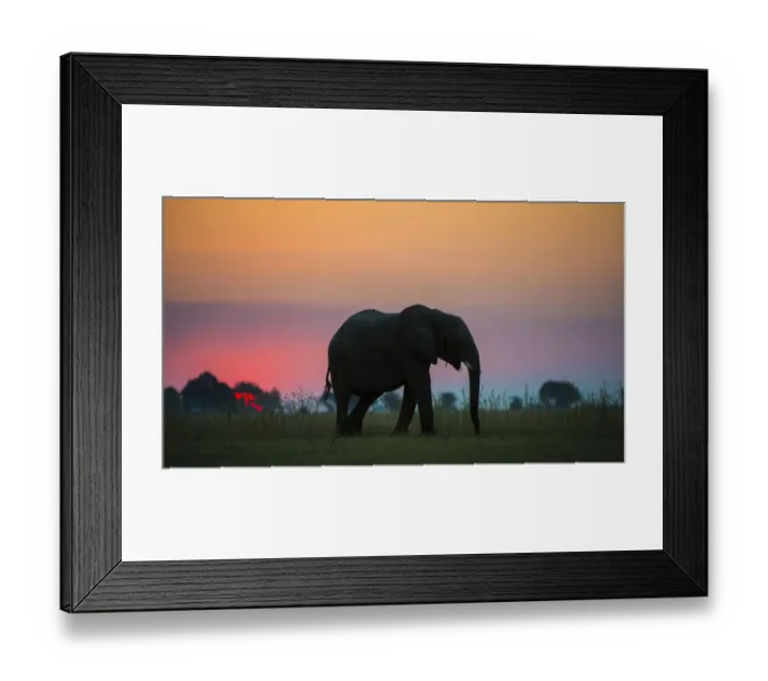 Framed Print : African elephant (Loxodonta africana) silhouetted against the sunset, Chobe National Park Framed Print : African elephant (Loxodonta africana) silhouetted against the sunset, Chobe National Park