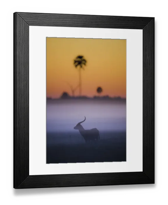 Framed Print : Red lechwe (Kobus leche) silhouetted at sunrise, Okavango Delta, Botswana Framed Print : Red lechwe (Kobus leche) silhouetted at sunrise, Okavango Delta, Botswana