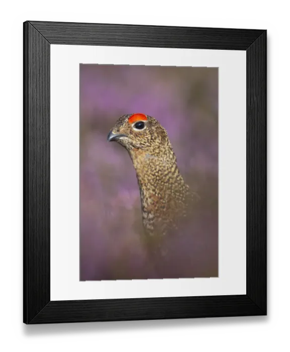 Framed Print : Red grouse (Lagopus lagopus scoticus) on heather moorland, Derwent Edge, Peak District Framed Print : Red grouse (Lagopus lagopus scoticus) on heather moorland, Derwent Edge, Peak District
