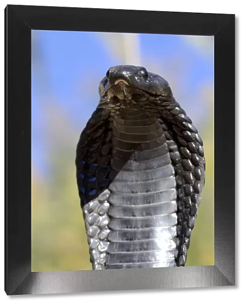 Egyptian cobra (Naja haje) with head raised up and hood expanded, near Ouarzarte, Morocco