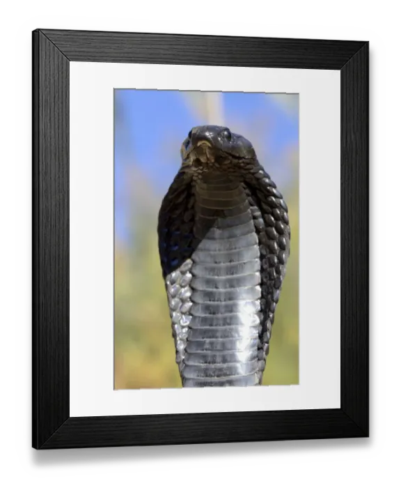 Framed Print : Egyptian cobra (Naja haje) with head raised up and hood expanded, near Ouarzarte, Morocco Framed Print : Egyptian cobra (Naja haje) with head raised up and hood expanded, near Ouarzarte, Morocco