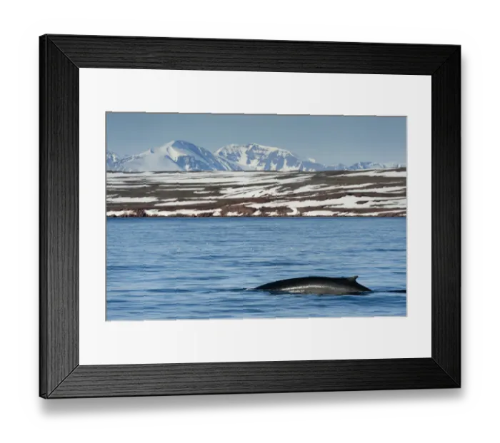 Framed Print : Fin whale (Balaenoptera physalus) surfacing with mountain landscape, Liefdefjorden Framed Print : Fin whale (Balaenoptera physalus) surfacing with mountain landscape, Liefdefjorden
