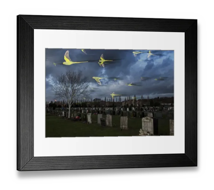 Framed Print : Rose-ringed / ring-necked parakeets (Psittacula krameri) in flight on way to roost Framed Print : Rose-ringed / ring-necked parakeets (Psittacula krameri) in flight on way to roost