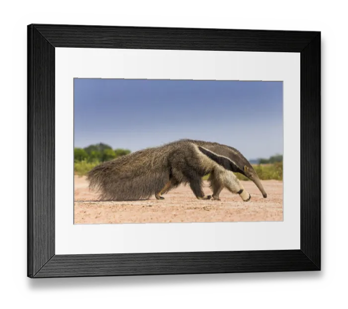 Framed Print : Giant anteater (Myrmecophaga tridactyla) walking in habitat, Hato El Cedral. Llanos Framed Print : Giant anteater (Myrmecophaga tridactyla) walking in habitat, Hato El Cedral. Llanos