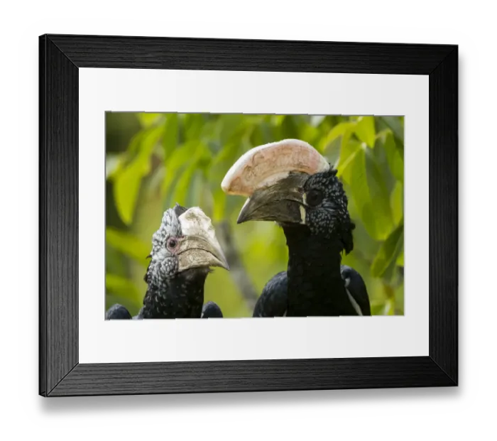Framed Print : Silvery-cheeked Hornbill (Bycanistes brevis) close-up at zoo, occurs in East Africa Framed Print : Silvery-cheeked Hornbill (Bycanistes brevis) close-up at zoo, occurs in East Africa