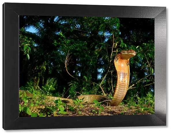 King cobra (Ophiophagus hannah) in strike pose, Malaysia