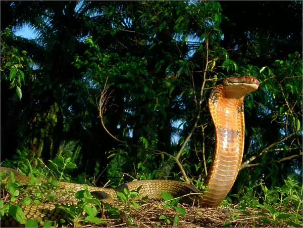 King cobra (Ophiophagus hannah) in strike pose, Malaysia