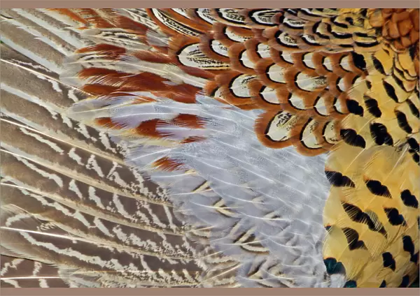 Pheasant (Phasianus colchicus), plumage detail. UK, March