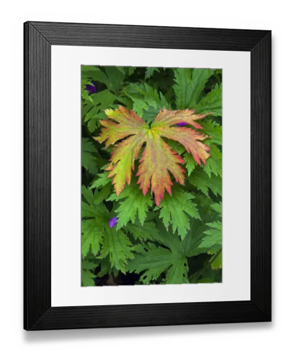 Framed Print : Geranium procurrens leaf, Norfolk garden, UK, June Framed Print : Geranium procurrens leaf, Norfolk garden, UK, June