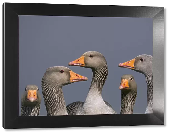Greylag geese (Anser anser). Cley, Norfolk, UK, March. Digital composite