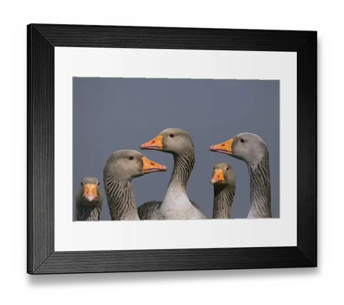 Framed Print : Greylag geese (Anser anser). Cley, Norfolk, UK, March. Digital composite Framed Print : Greylag geese (Anser anser). Cley, Norfolk, UK, March. Digital composite