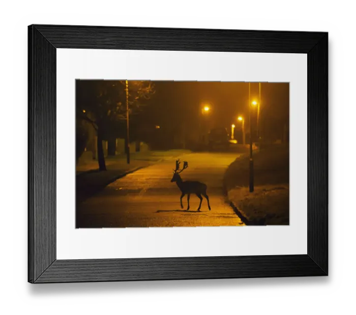 Framed Print : Fallow deer (Dama dama) buck crossing road under street lights. London, UK. January Framed Print : Fallow deer (Dama dama) buck crossing road under street lights. London, UK. January