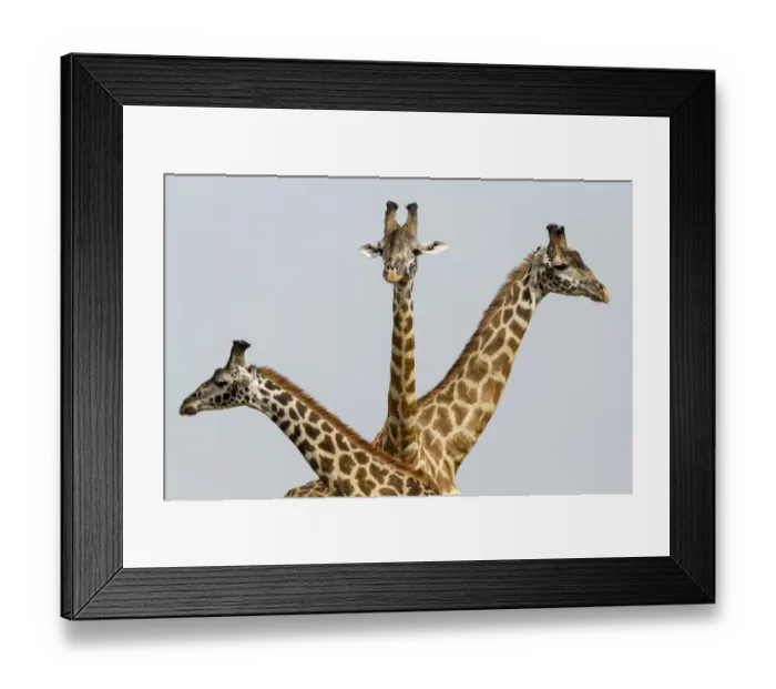 Framed Print : Masai Giraffes (Giraffa camelopardalis tippelskirchi) group of three, Masai Mara Game Reserve Framed Print : Masai Giraffes (Giraffa camelopardalis tippelskirchi) group of three, Masai Mara Game Reserve
