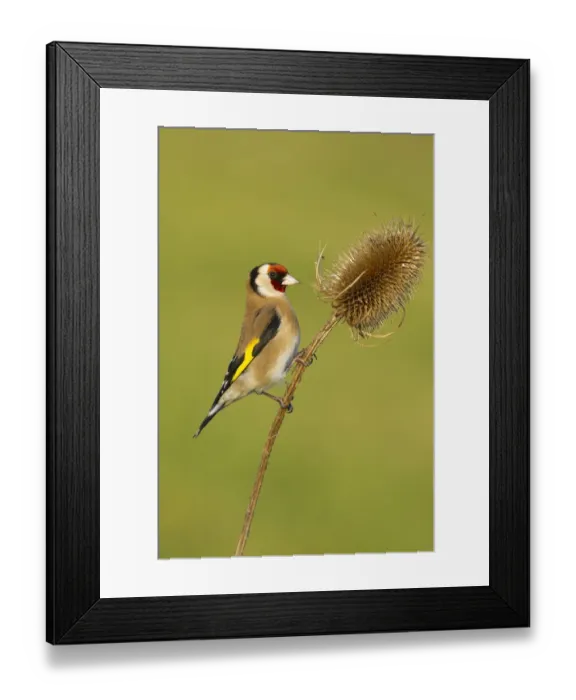 Framed Print : Goldfinch (Carduelis carduelis) adult feeding on teasel seeds, UK, February Framed Print : Goldfinch (Carduelis carduelis) adult feeding on teasel seeds, UK, February