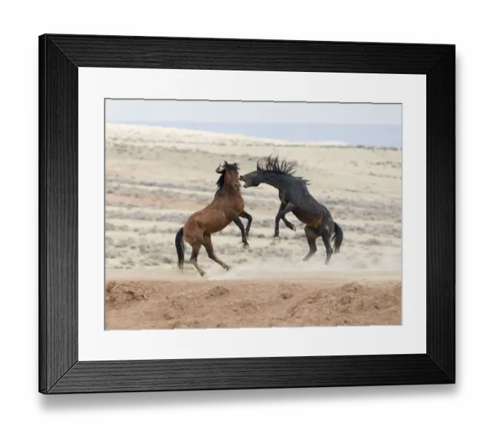 Framed Print : Wild Mustang horses fighting McCullough Peaks Herd Area, Wyoming, USA Framed Print : Wild Mustang horses fighting McCullough Peaks Herd Area, Wyoming, USA