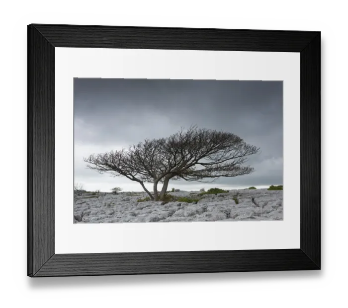 Framed Print : Sycamore tree (Acer pseudoplatanus), growing on limestone pavement, Lancashire, UK. May Framed Print : Sycamore tree (Acer pseudoplatanus), growing on limestone pavement, Lancashire, UK. May