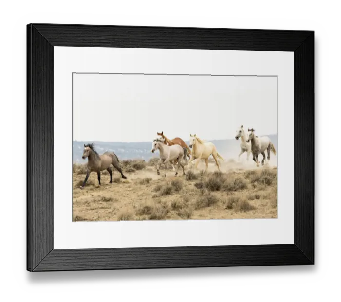 Framed Print : Wild Mustang horses running, Sand Wash Basin Herd Area, Colorado, USA Framed Print : Wild Mustang horses running, Sand Wash Basin Herd Area, Colorado, USA
