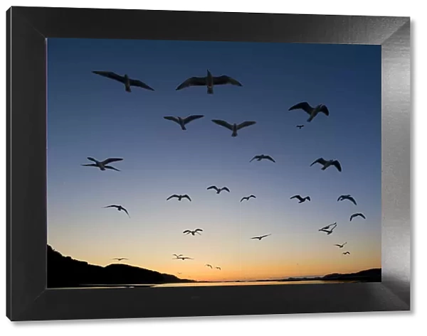 European Herring Gull (Larus argentatus) flock in flight at sunset Norway, May