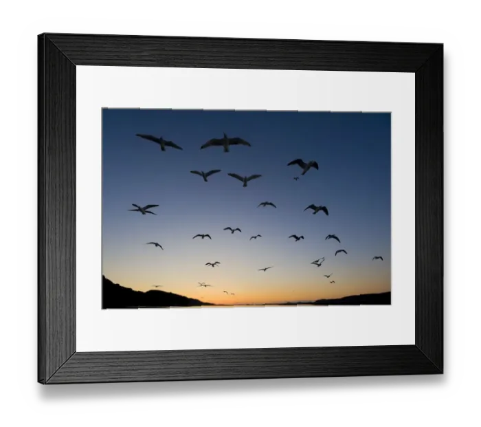 Framed Print : European Herring Gull (Larus argentatus) flock in flight at sunset Norway, May Framed Print : European Herring Gull (Larus argentatus) flock in flight at sunset Norway, May