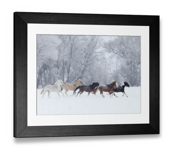 Framed Print : Quarter horses running in snow at ranch, Shell, Wyoming, USA, February Framed Print : Quarter horses running in snow at ranch, Shell, Wyoming, USA, February
