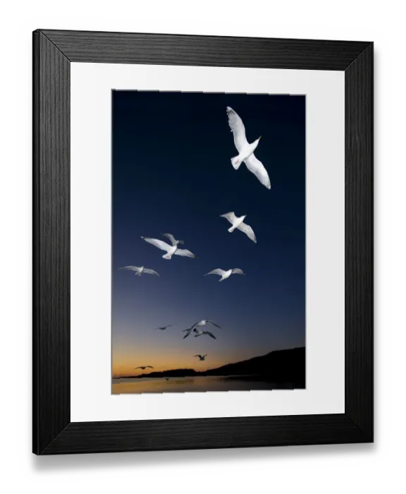 Framed Print : European Herring Gulls (Larus argentatus) in flight at sunset Norway, May Framed Print : European Herring Gulls (Larus argentatus) in flight at sunset Norway, May