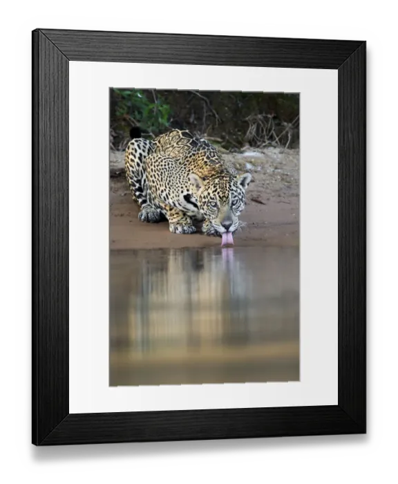 Framed Print : Jaguar (Panthera onca) drinking from the rivers edge, Mato Grosso, Pantanal, Brazil Framed Print : Jaguar (Panthera onca) drinking from the rivers edge, Mato Grosso, Pantanal, Brazil