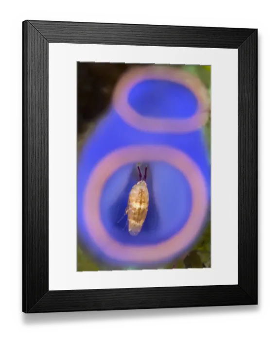 Framed Print : Amphipod (Amphipoda) living inside sea squirt (Rhopalaea sp. ) Anilao, Batangas, Luzon, Philippines