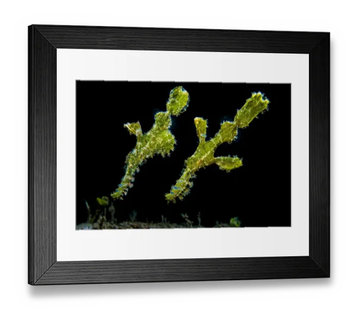 Framed Print : Pair of Rough snout ghostpipefish (Solenostomus paegnius), with female with egg pouch Framed Print : Pair of Rough snout ghostpipefish (Solenostomus paegnius), with female with egg pouch