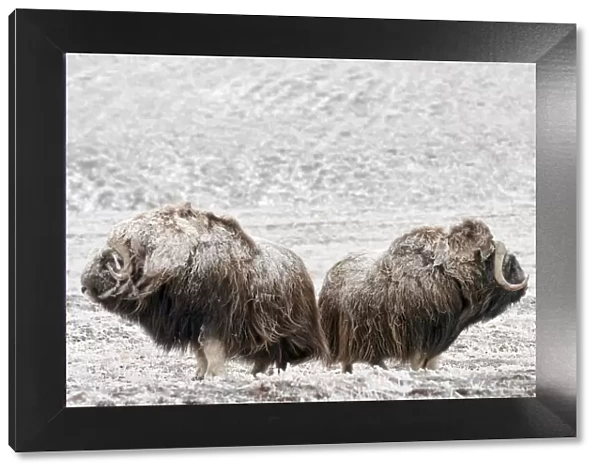 Musk ox (Ovibos moschatus) two covered in snow, Wrangel Island, Far Eastern Russia