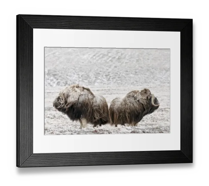 Framed Print : Musk ox (Ovibos moschatus) two covered in snow, Wrangel Island, Far Eastern Russia Framed Print : Musk ox (Ovibos moschatus) two covered in snow, Wrangel Island, Far Eastern Russia