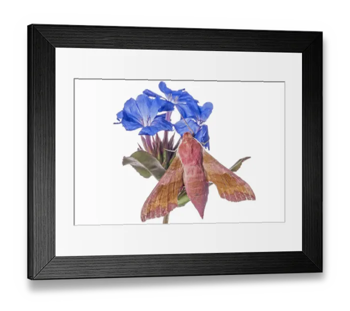 Framed Print : Small elephant hawk-moth (Deilephila porcellus) feeding on bedstraw (Galium) species Framed Print : Small elephant hawk-moth (Deilephila porcellus) feeding on bedstraw (Galium) species
