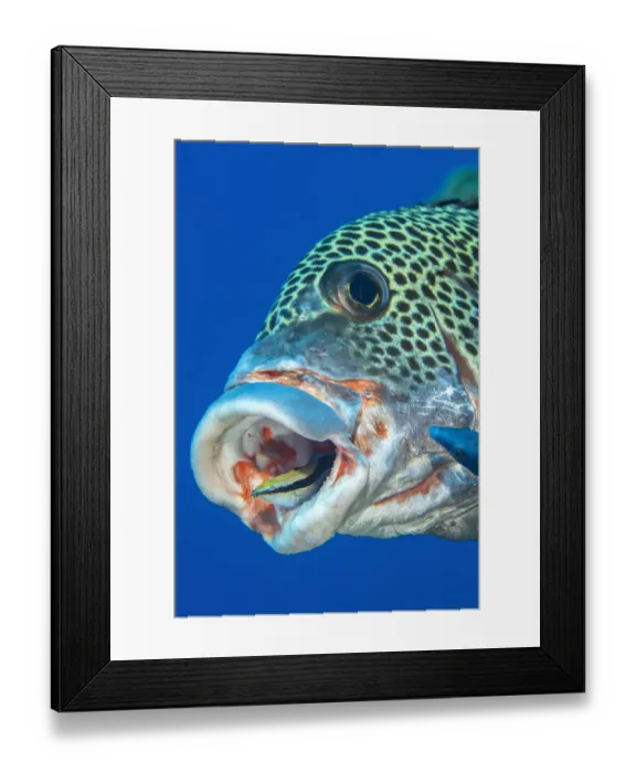 Framed Print : Harlequin sweetlips (Plectorhinchus chaetodonoides) with cleaning Bluestreak cleaner wrasse