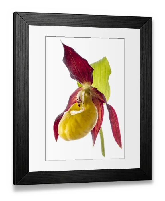 Framed Print : Ladys slipper (Cypripedium calceolus) in flower, Camosciara Mounts, near Pescasseroli Framed Print : Ladys slipper (Cypripedium calceolus) in flower, Camosciara Mounts, near Pescasseroli
