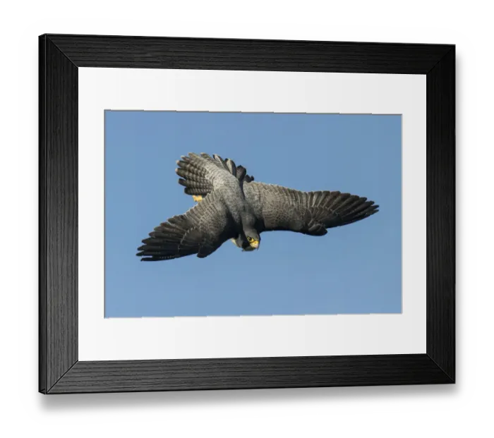 Framed Print : Peregrine falcon (Falco peregrinus), adult male in flight. Bristol, UK. March Framed Print : Peregrine falcon (Falco peregrinus), adult male in flight. Bristol, UK. March