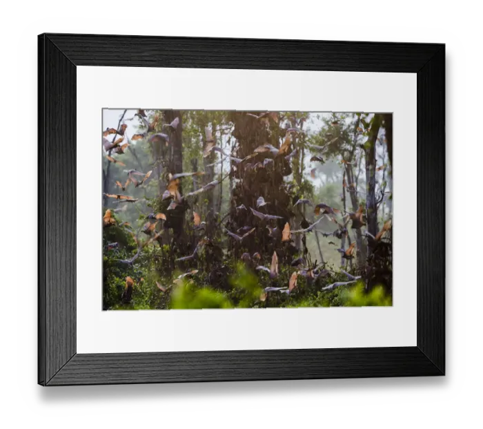 Framed Print : Straw-coloured fruit bats (Eidolon helvum) returning to daytime roost at sunrise Framed Print : Straw-coloured fruit bats (Eidolon helvum) returning to daytime roost at sunrise