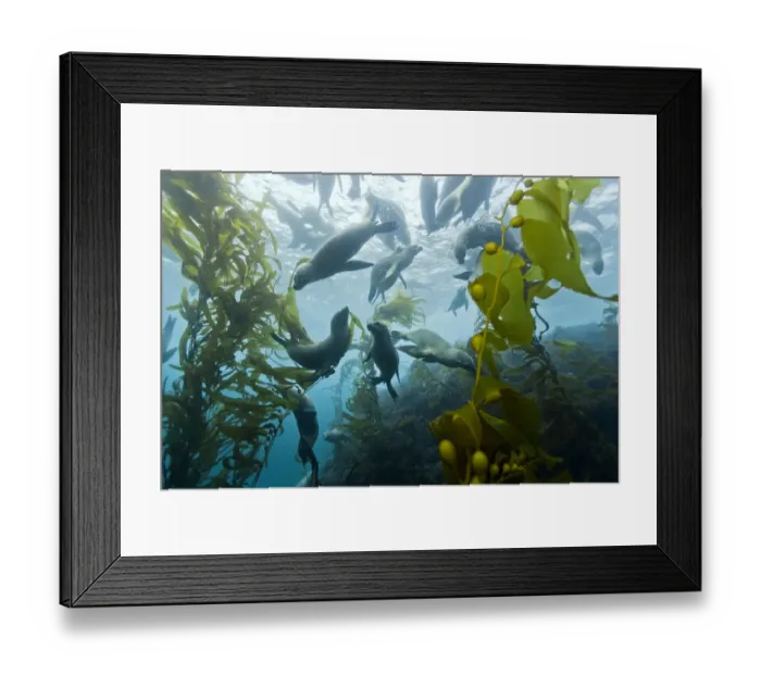 Framed Print : Group of California sea lions (Zalophus californianus) swimming in kelp forest Framed Print : Group of California sea lions (Zalophus californianus) swimming in kelp forest